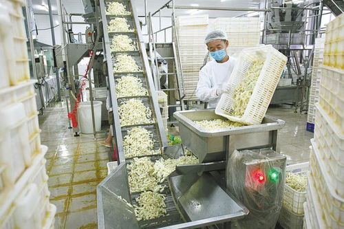 加工邁向現代化 洪湖蓮藕 三年沖刺百億產值